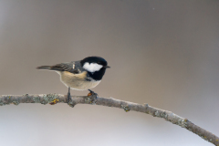 Zwarte mees-Coal tit-Tannenmeise-Periparus ater-Noorwegen-Norway-Norwegen