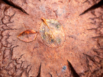 Herfst-Autumn-Herbst-Zweden-Sweden-Schweden