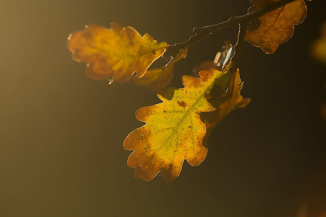 Website van de maand